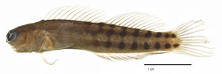 To NMNH Extant Collection (Ecsenius fijiensis USNM 211285 holotype photograph lateral view)