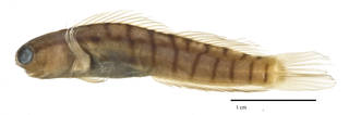 To NMNH Extant Collection (Ecsenius dilemma USNM 231319 holotype photograph lateral view)