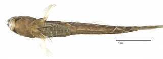 To NMNH Extant Collection (Ecsenius monoculus USNM 261243 holotype photograph ventral view)