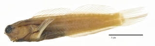 To NMNH Extant Collection (Ecsenius dentex USNM 276351 holotype photograph lateral view)