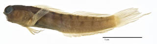 To NMNH Extant Collection (Ecsenius bathi USNM 277665 holotype photograph lateral view)