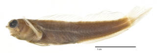 To NMNH Extant Collection (Ecsenius opsifrontalis USNM 142065 type photograph lateral view)