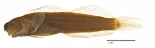 To NMNH Extant Collection (Ecsenius prooculis USNM 144722 type photograph lateral view)