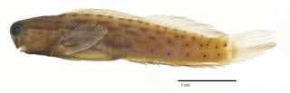 To NMNH Extant Collection (Ecsenius stictus USNM 201818 holotype photograph lateral view)