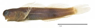 To NMNH Extant Collection (Ecsenius schroederi USNM 209743 holotype photograph lateral view)