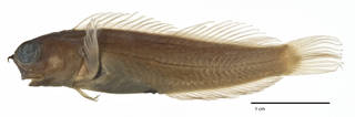 To NMNH Extant Collection (Ecsenius melarchus Ecsenius ops USNM 211897 paratype holotype photograph lateral view)