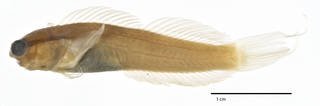 To NMNH Extant Collection (Ecsenius shirleyae USNM 211996 holotype photograph lateral view)
