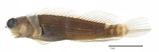 To NMNH Extant Collection (Ecsenius pictus USNM 213853 holotype photograph lateral view)