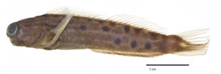 To NMNH Extant Collection (Ecsenius portenoyi USNM 226576 holotype photograph lateral view)