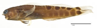 To NMNH Extant Collection (Ecsenius sellifer USNM 261462 holotype photograph lateral view)