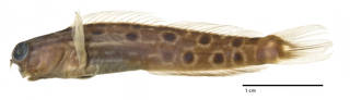 To NMNH Extant Collection (Ecsenius pardus USNM 263116 holotype photograph lateral view)