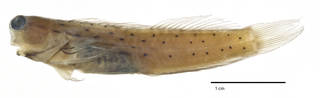 To NMNH Extant Collection (Ecsenius polystictus USNM 347535 holotype photograph lateral view)