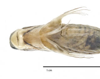 To NMNH Extant Collection (Ecsenius polystictus USNM 347535 holotype photograph ventral head view)