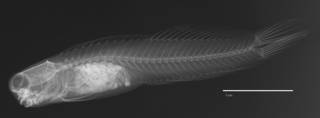To NMNH Extant Collection (Ecsenius stictus USNM 201818 holotype radiograph lateral view)