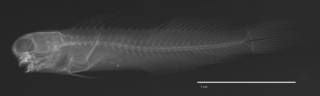 To NMNH Extant Collection (Ecsenius schroederi USNM 209743 holotype radiograph lateral view)