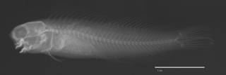 To NMNH Extant Collection (Ecsenius melarchus Ecsenius ops USNM 211897 paratype holotype radiograph lateral view)