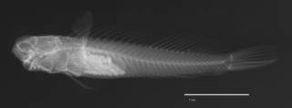 To NMNH Extant Collection (Ecsenius pictus USNM 213853 holotype radiograph lateral view)