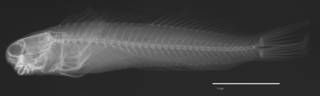 To NMNH Extant Collection (Ecsenius portenoyi USNM 226576 holotype radiograph lateral view)