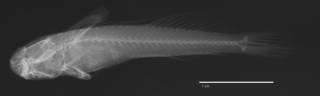 To NMNH Extant Collection (Ecsenius paroculus USNM 260389 holotype radiograph lateral view)