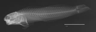 To NMNH Extant Collection (Ecsenius sellifer USNM 261462 holotype radiograph lateral view)