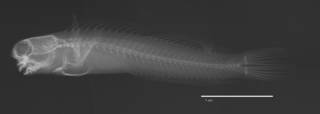To NMNH Extant Collection (Ecsenius pardus USNM 263116 holotype radiograph lateral view)