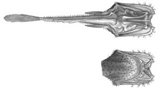 To NMNH Extant Collection (Thaumatichthys papidostomus P04825 illustration)