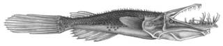 To NMNH Extant Collection (Thaumatichthys papidostomus P04826 illustration)