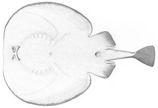 To NMNH Extant Collection (Tetranarce californica P04869 illustration)