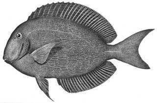 To NMNH Extant Collection (Teuthis atramentatus P04879 illustration)