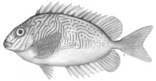 To NMNH Extant Collection (Teuthis doliata P04882 illustration)