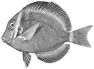 To NMNH Extant Collection (Teuthis leucopareus P04885 illustration)