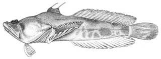 To NMNH Extant Collection (Thalassophryne megalops P11474 illustration)