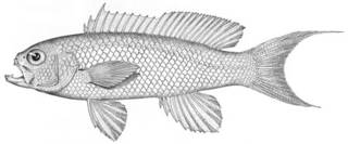 To NMNH Extant Collection (Tosana niwae P04737 illustration)