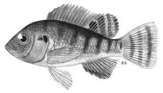 To NMNH Extant Collection (Tilapia zilli P04749 illustration)