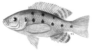 To NMNH Extant Collection (Tilapia natalensis P04756 illustration)