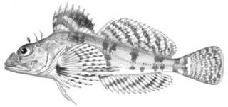 To NMNH Extant Collection (Thyriscus anoplus P04781 illustration)