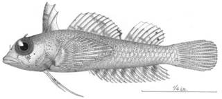 To NMNH Extant Collection (Tripterygion minutus P04550 illustration)