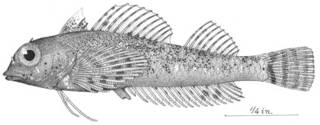 To NMNH Extant Collection (Tripterygion minutus P04551 illustration)