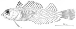To NMNH Extant Collection (Tripterygion minutus P04553 illustration)