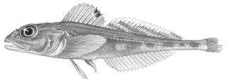 To NMNH Extant Collection (Triglopsis ommatistius P04566 illustration)
