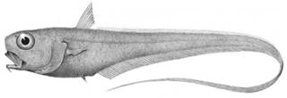To NMNH Extant Collection (Trachonurus sulcatus P04713 illustration)