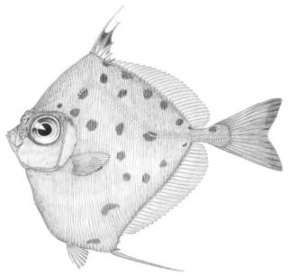 To NMNH Extant Collection (Xenolepidichthys dalgleishi P04325 illustration)