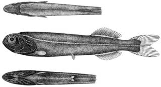 To NMNH Extant Collection (Xenodermichthys funebris P04330 illustration)