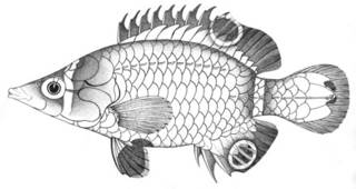 To NMNH Extant Collection (Wetmorella philippina P04349 illustration)