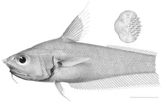To NMNH Extant Collection (Ventrofossa divergens P04411 illustration)