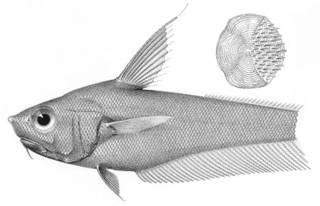 To NMNH Extant Collection (Ventrofossa nigrodorsalis P04412 illustration)