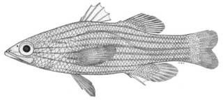 To NMNH Extant Collection (Ypsigramma lineatus P04293 illustration)