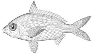 To NMNH Extant Collection (Xystaema baconensis P04304 illustration)