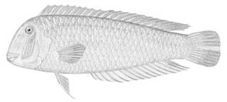 To NMNH Extant Collection (Xyrichthys psitticus P04307 illustration)