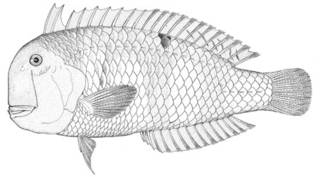 To NMNH Extant Collection (Xyrichthys niveilatus P04310 illustration)